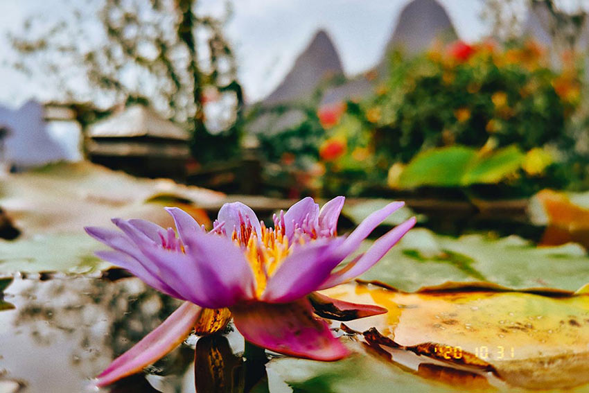 赏山悦水·拥抱自然——榴莲AV舒服黄浏览2020金秋阳朔之旅